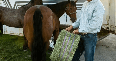 Summer Travel: Tips for Traveling with Horses