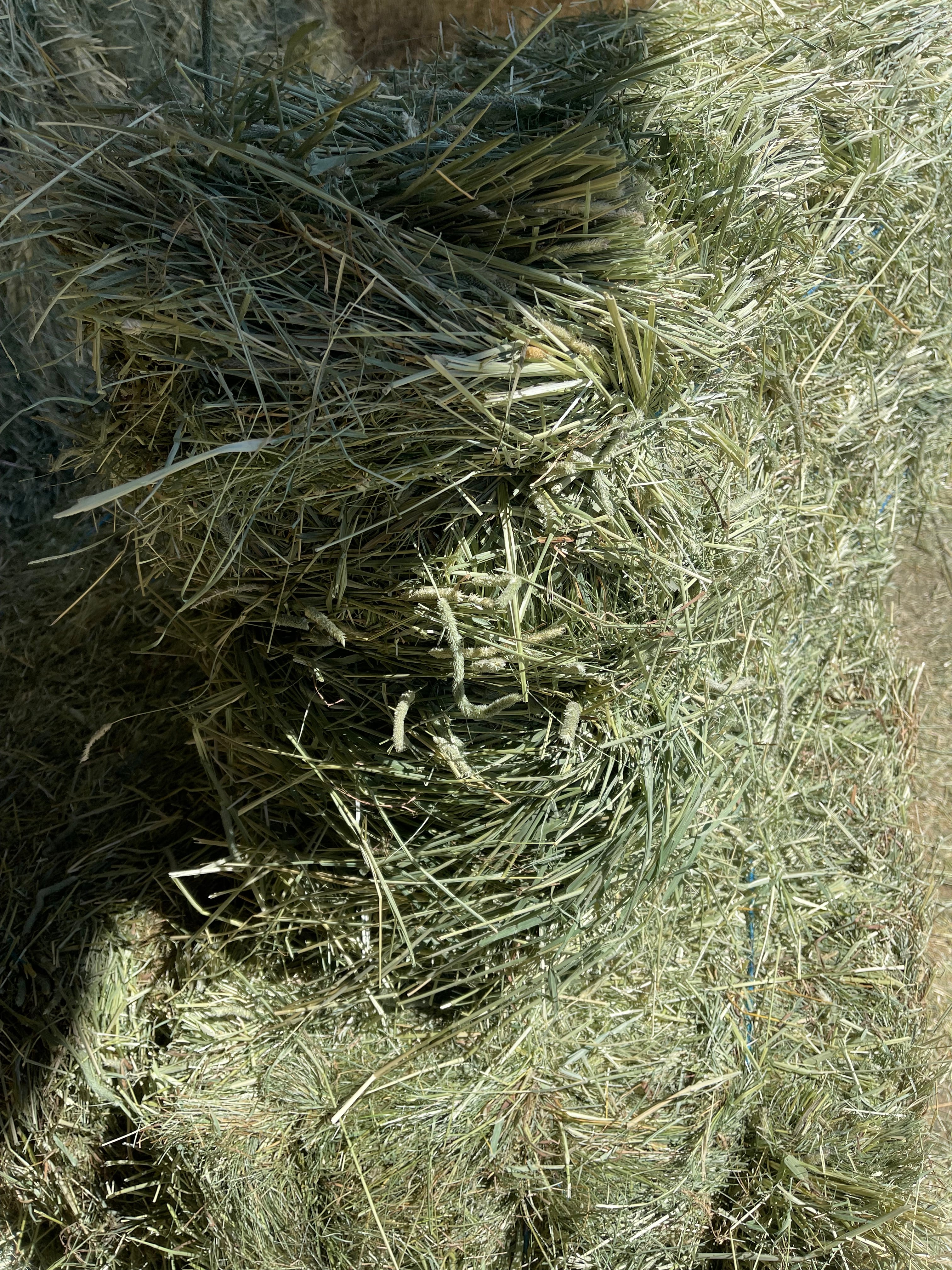 GRASS HAY TIMOTHY GRASS