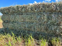 GRASS HAY RYE GRASS